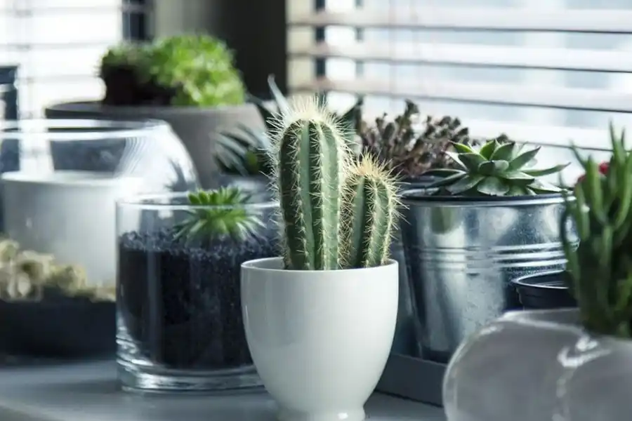Estas son las tres plantas que no deberíamos tener nunca en casa, según el Feng Shui