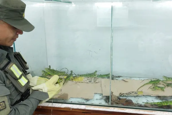 Encontraron iguanas y arañas exóticas en la cabina de un colectivo