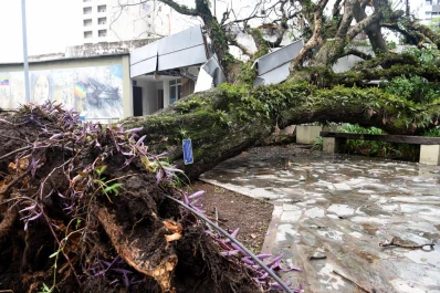 Alerta por la caída de tres árboles en la Capital