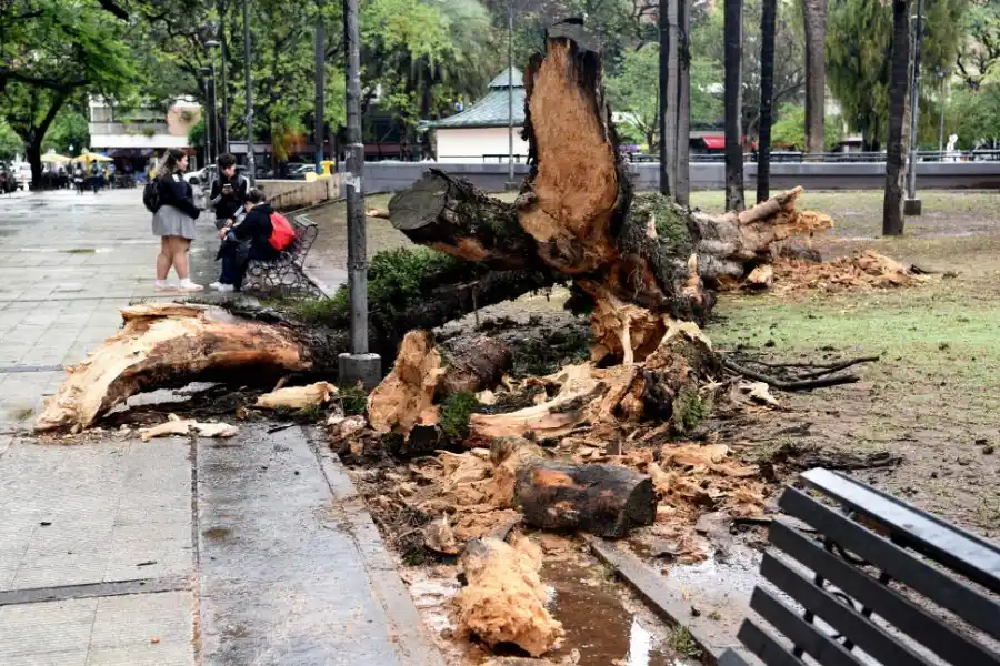 PLAZA URQUIZA. El árbol cayó sobre el césped y no hubo heridos.