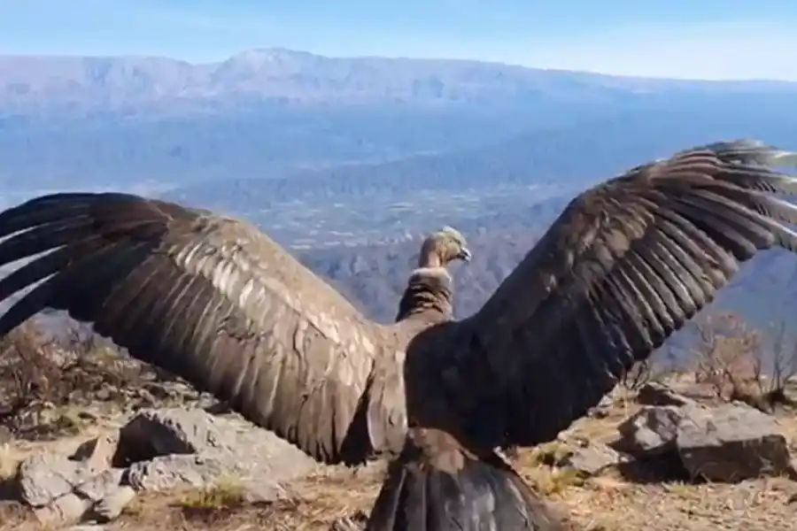 Vacaciones 2023/24: avistaje de cóndores en Catamarca, un gran espectáculo natural