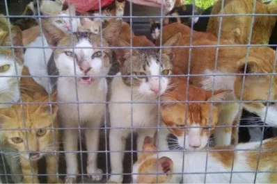 En China, la policía rescató a más de 1.000 gatos que iban a ser sacrificados y vendidos como carne de cerdo