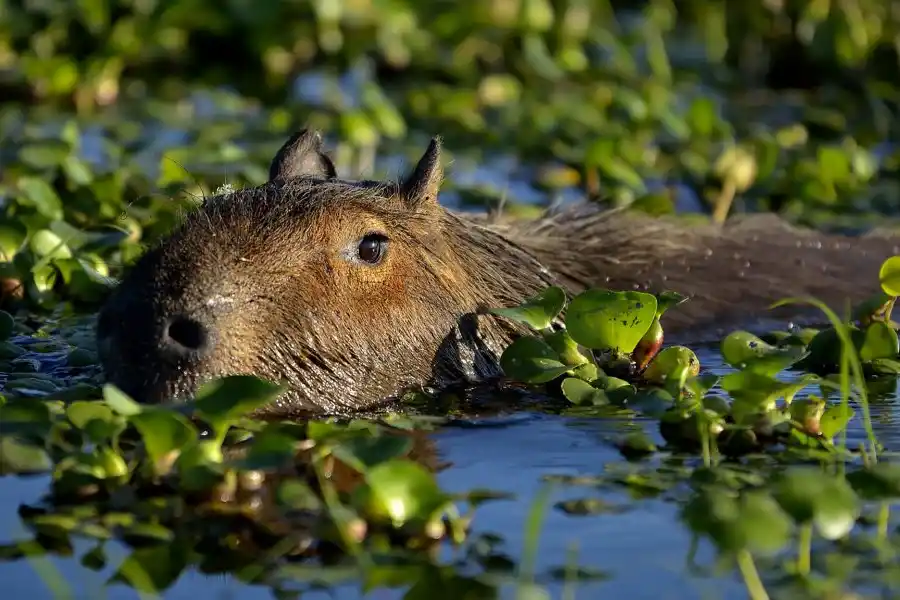 Vacaciones 2023/24: un pantanal, un oasis termal y una ruta de museo en el Norte argentino