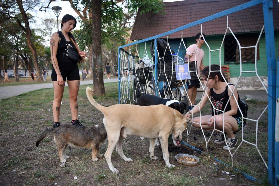 Perri-Viandas: un delivery gratis para perros en situación de calle en Tucumán