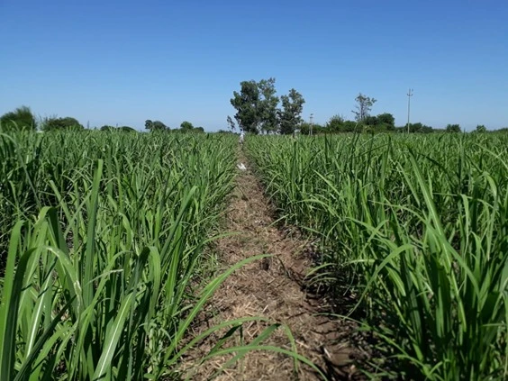 Resultados positivos en el uso de cultivos de servicio ecosistémicos en caña de azúcar