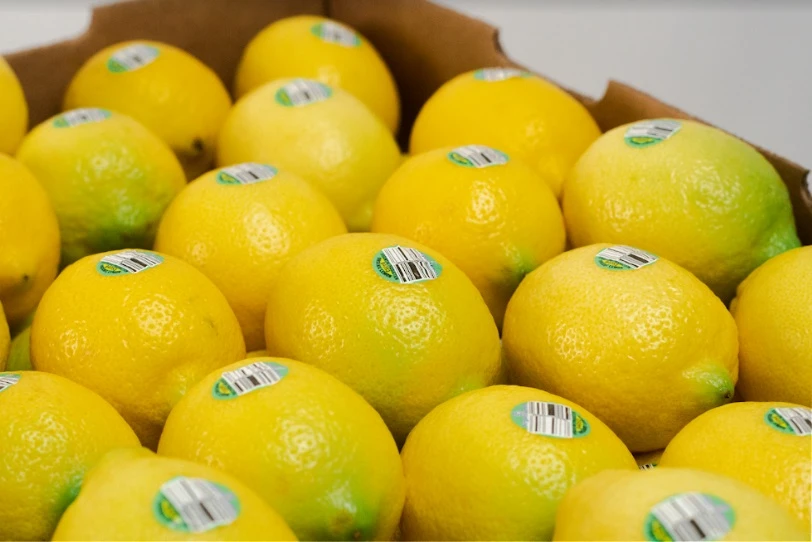 Después de 20 años, ingresó limón orgánico argentino a la UE