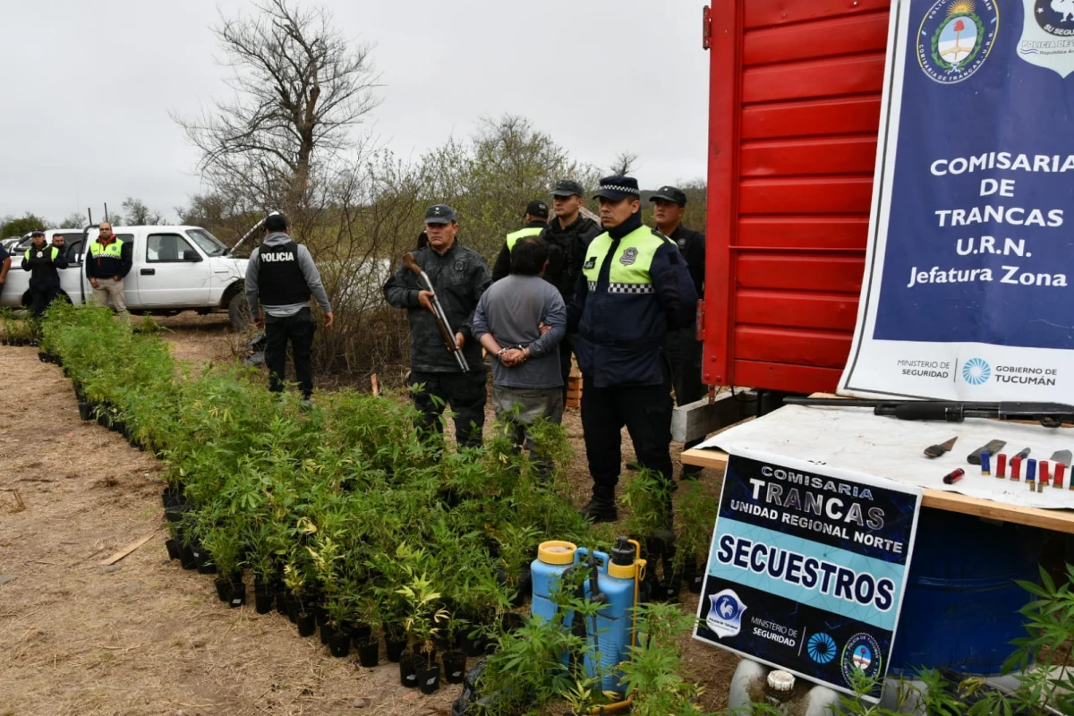 Secuestraron un camión con 1.100 plantas de marihuana en una finca de Tucumán