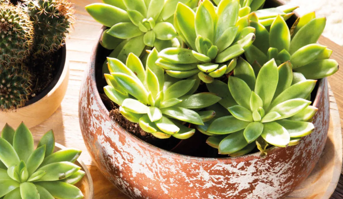 Feng Shui: por qué es bueno tener suculentas en el hogar y qué significa que se te pudran