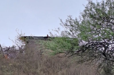 Descubren un cultivo a gran escala de marihuana en Trancas