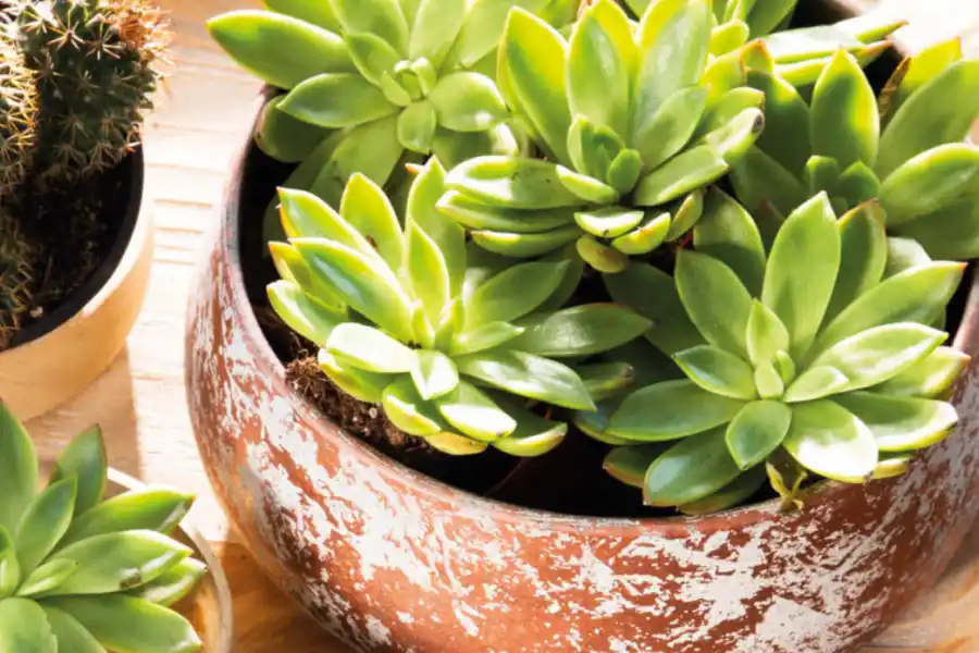 Feng Shui: qué energía atraen las suculentas y qué pasa si se pudren