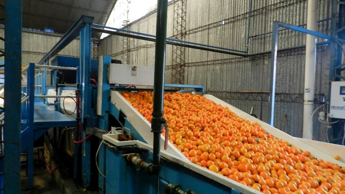 La Argentina ocupa el séptimo lugar como productor citrícola a nivel mundial