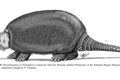 Especialistas del Conicet descubrieron una nueva especie de gliptodonte en Argentina