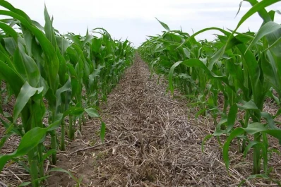 El maíz, clave en la rotación de cultivos
