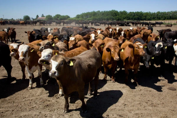 OBJETIVO. Entre otros, quieren lograr un stock de 63 millones de cabezas de ganado y que se duplique lo exportado.
