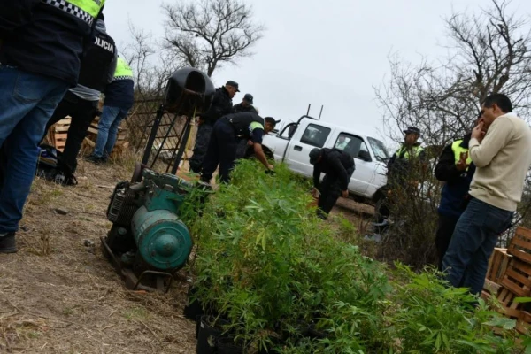El secuestro de plantas de marihuana de Trancas fue récord