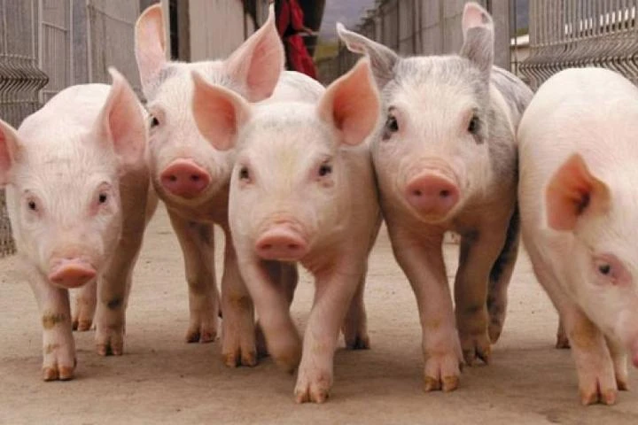 El sector porcino marcó un récord de 13 años seguidos de crecimiento