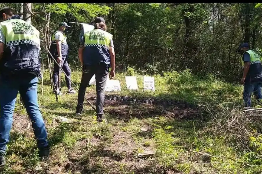 EN EL MONTE. Uno de los cultivos descubierto hace más de dos años.