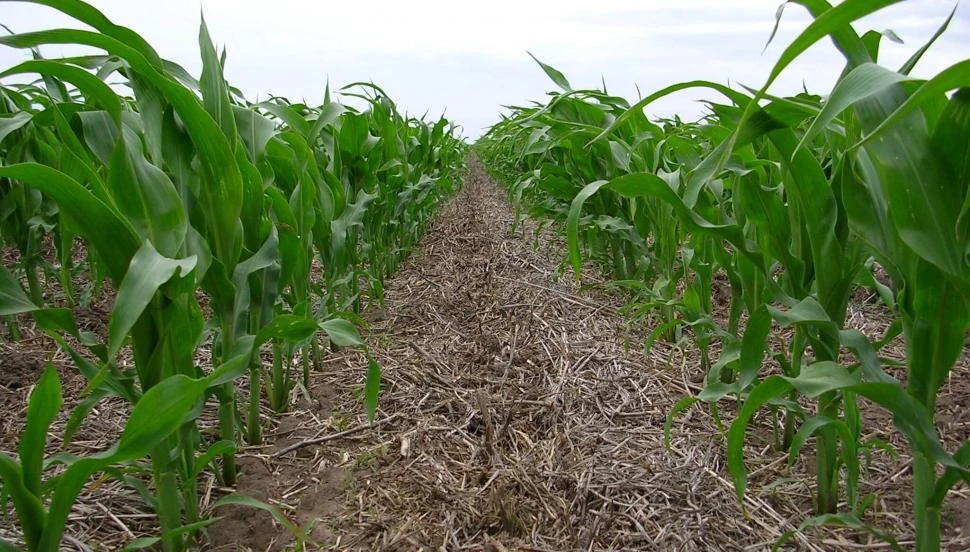 El maíz, clave en la rotación de cultivos