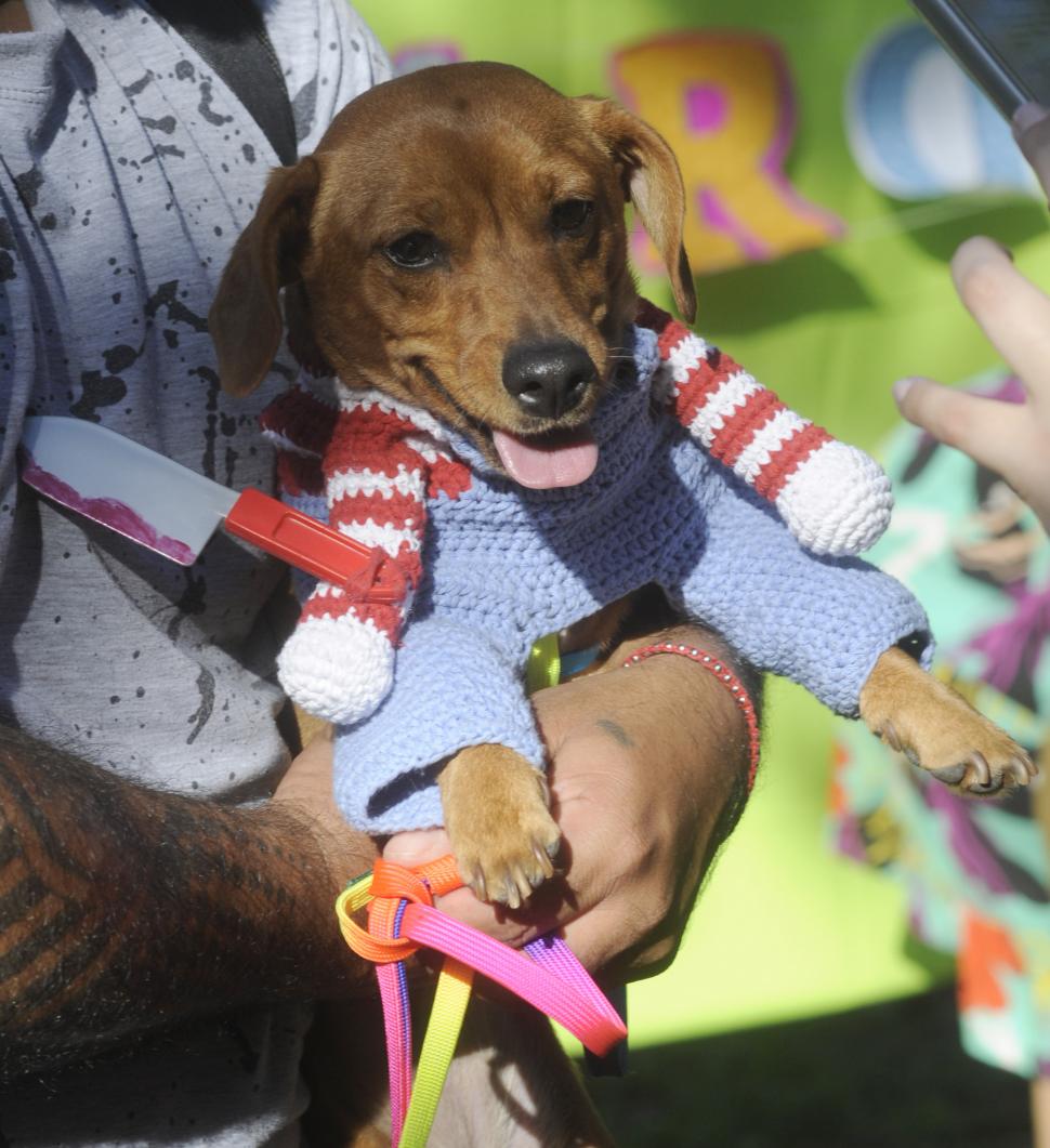 Disfraces y ladridos: los perros salchichas tuvieron una fiesta en el parque 9 de Julio
