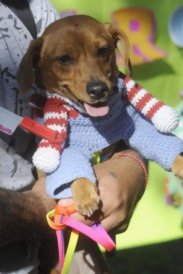 Disfraces y ladridos: los perros salchichas tuvieron una fiesta en el parque 9 de Julio
