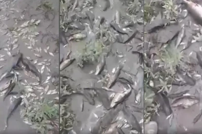 Mortandad de peces: denuncia en la Justicia