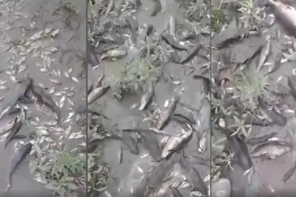 Mortandad de peces: denuncia en la Justicia