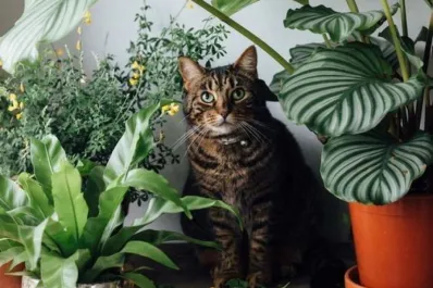 ¿Hombres o mujeres? Un estudio reveló que los gatos tienen preferencia a la hora de elegir el género de sus dueños