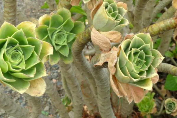 Verde todo el año: las mejores plantas para el invierno en Tucumán