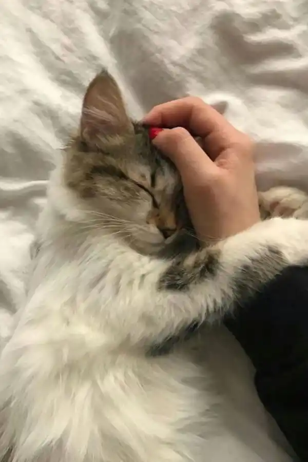 ¿Hombres o mujeres? Un estudio reveló que los gatos tienen preferencia a la hora de elegir el género de sus dueños