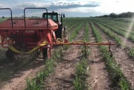 En cada lote se debe ajustar un plan de fertilización al requerimiento nutricional del cultivo