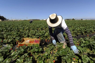 Creció el área de frutilla a 567 hectáreas
