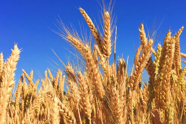 La Argentina espera la segunda peor cosecha de trigo