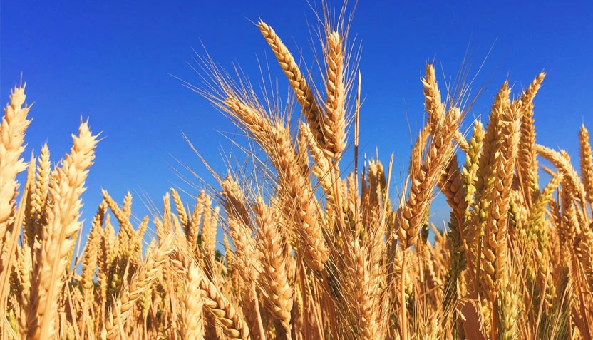 La Argentina espera la segunda peor cosecha de trigo