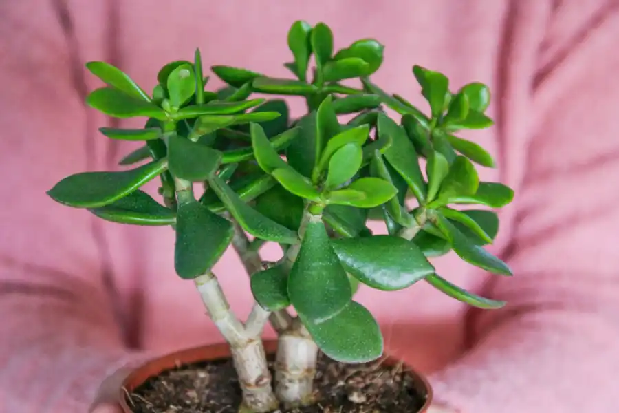 Feng Shui: tres objetos que deberías tener en la puerta de casa para atraer a la abundancia