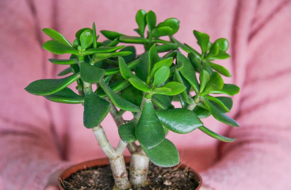 Feng Shui: tres objetos que deberías tener en la puerta de casa para atraer a la abundancia