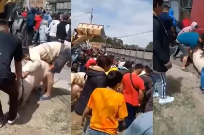 Volcó un camión lleno de cerdos vivos y los vecinos se los robaron