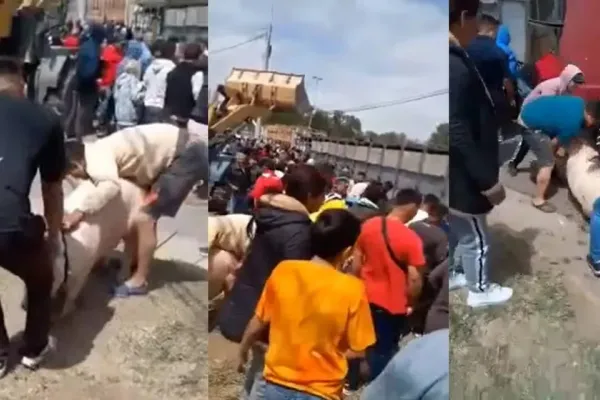 Volcó un camión lleno de cerdos vivos y los vecinos se los robaron