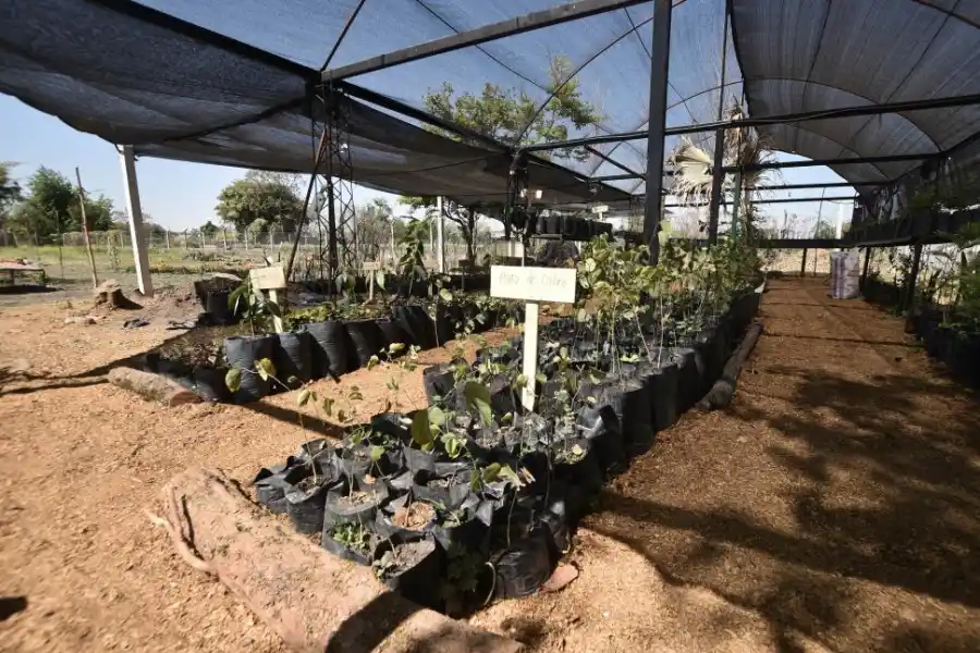 VIVERO. En la Escuela Agro-Técnica crecen plantines de distintas especies.
