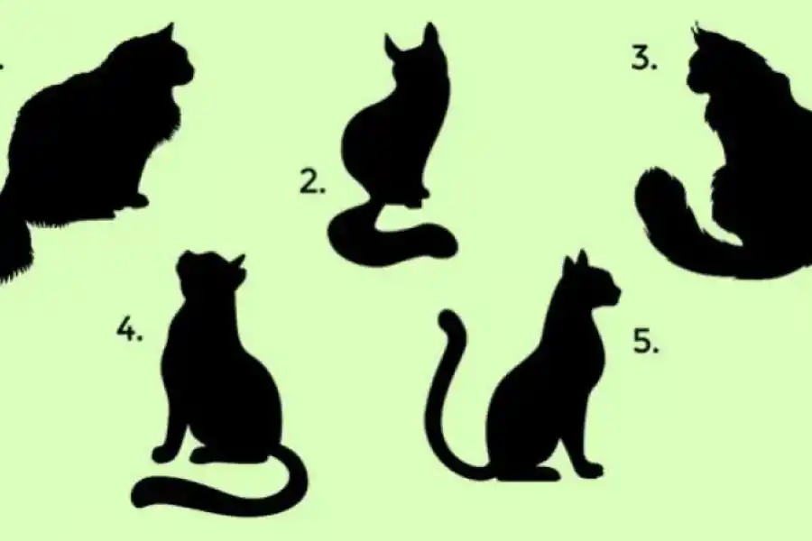 Test de personalidad: ¿Sos manipulador? Elegí un gato y descubrilo