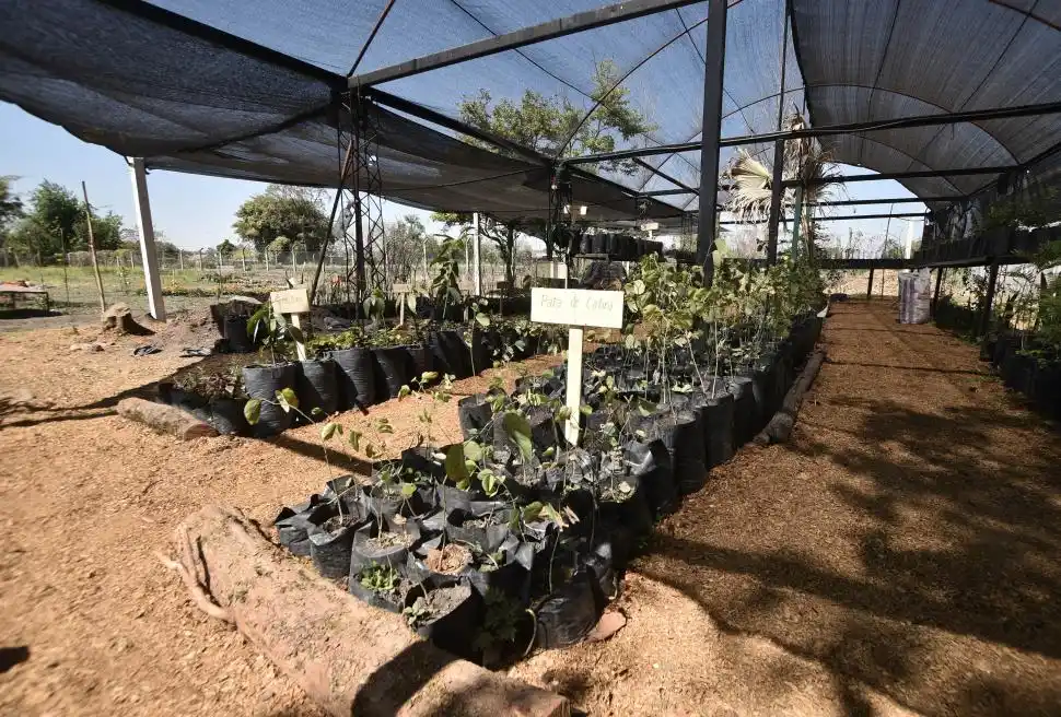 VIVERO. En la Escuela Agro-Técnica crecen plantines de distintas especies.