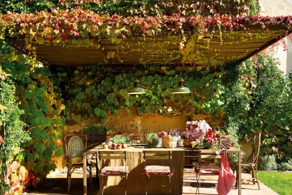 Jardinería: cuáles son las mejores enredaderas y plantas trepadoras para plantar en esta época