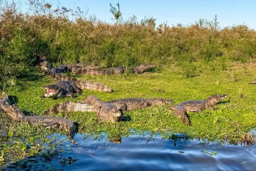 Los Esteros del Iberá se caracterizan por su particular fauna.