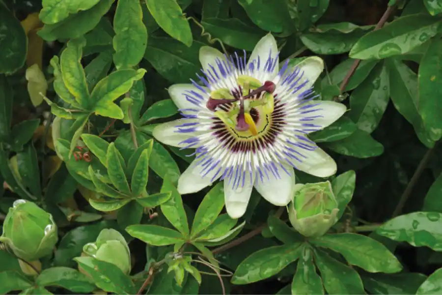 Jardinería: cuáles son las mejores enredaderas y plantas trepadoras para plantar en esta época