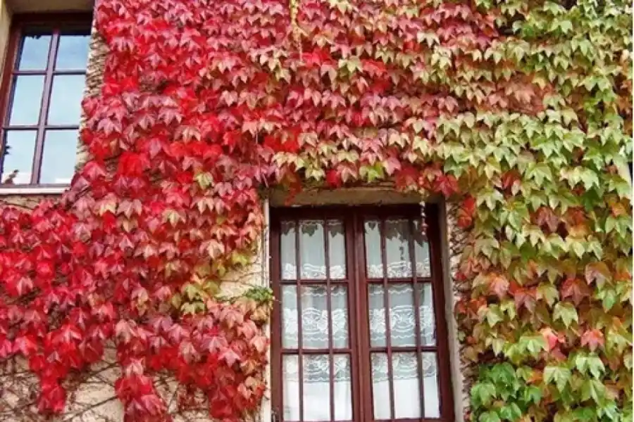 Jardinería: cuáles son las mejores enredaderas y plantas trepadoras para plantar en esta época