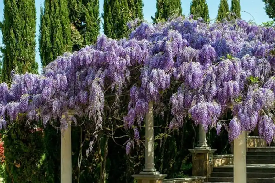 Jardinería: cuáles son las mejores enredaderas y plantas trepadoras para plantar en esta época