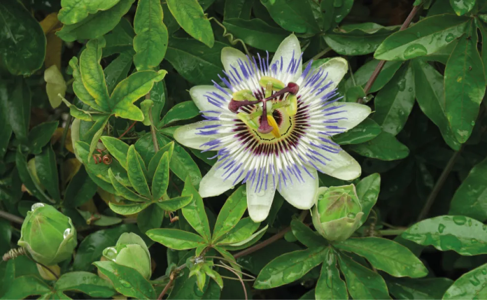 Jardinería: cuáles son las mejores enredaderas y plantas trepadoras para plantar en esta época