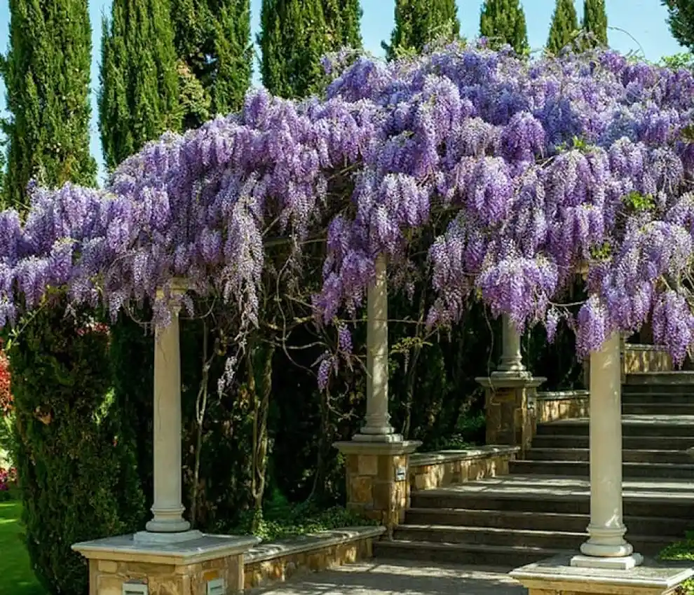 Jardinería: cuáles son las mejores enredaderas y plantas trepadoras para plantar en esta época