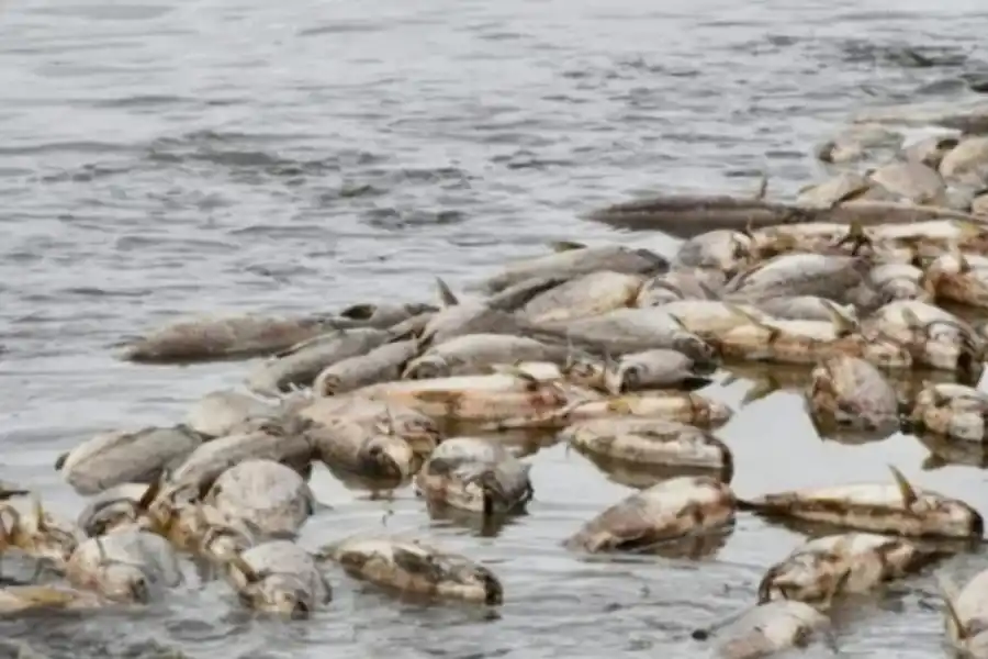 Funcionarios de Santiago del Estero hicieron una denuncia por la mortandad de peces