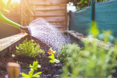 Jardinería: ¿cuál es el horario ideal para regar las plantas cuando hace calor?