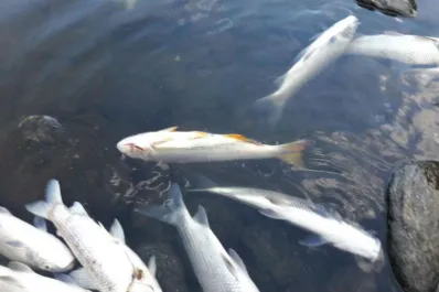 “La mortandad de peces no se debe a contaminación”, según el Gobierno de Tucumán
